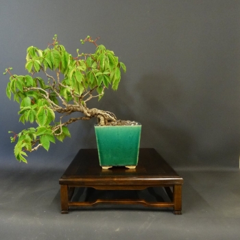 Wilder Wein - Parthenocissus quinquefolia 1