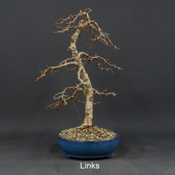 Goldlärche, Bonsai