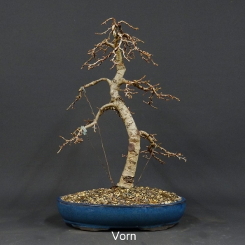 Goldlärche, Bonsai