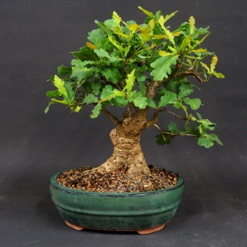 Stieleiche - Quercus robur 4