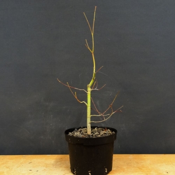 Acer palmatum vorn