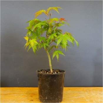 Japanischer Fächerahorn - Acer palmatum R8