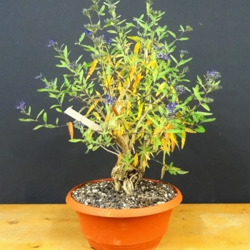 Bartblume - Caryaopteris x clandonensis R2
