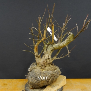 Pre-Bonsai, Sandbirke, Betula pendula