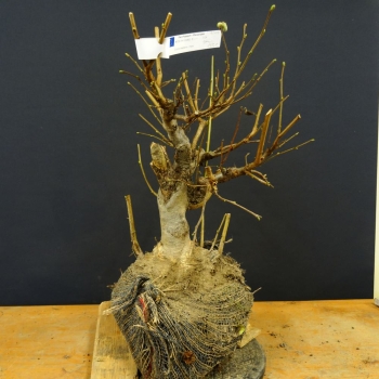 Hasel - Corylus avellana B3