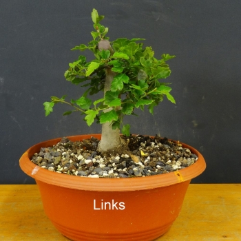 Rotdorn, Bonsai