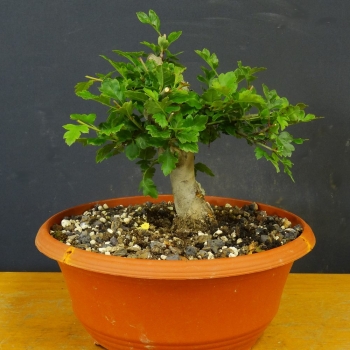 Ungefüllter Rotdorn - Crataegus cuneata 'Lutz' R2