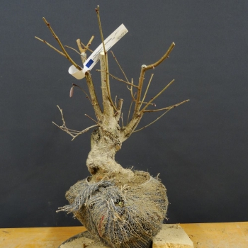 Bluthasel - Corylus maxima 'Purpurea' B2