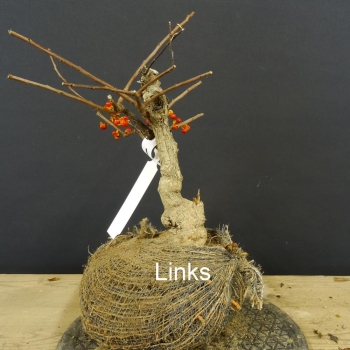 Pre-Bonsai, Celastrus, Baumwürger