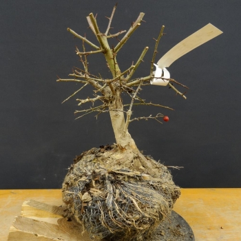 Pre-Bonsai, Weissdorn