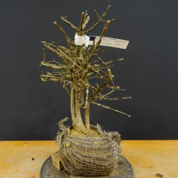 Pre-Bonsai, Korkspindelstrauch