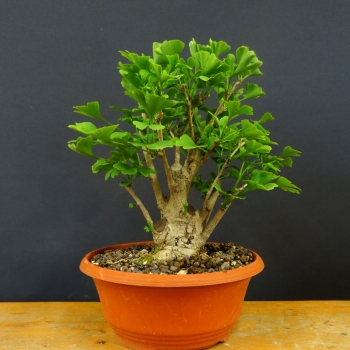 Fächerblattbaum - Ginkgo biloba R1