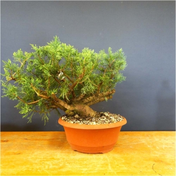 Chines. Wacholder - Juniperus chinensis 'Hetzii' R2