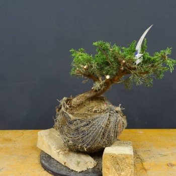Chines. Wacholder-Juniperus chin.'Itoigawa'B1