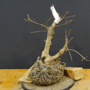 Bonsai, Eiche