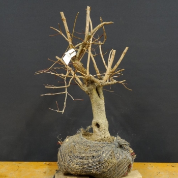 Gem. Schneeball - Viburnum opulus B2