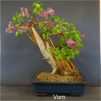 blauer flieder bonsai
