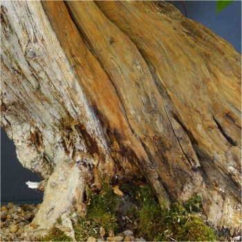 blauer flieder bonsai totholz stamm