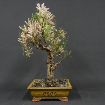 Bonsai,Tamarix, parviflora, Tamariske