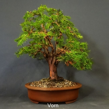 Gemeine Eibe - Taxus baccata 10