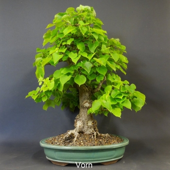 Bonsai, Linde