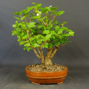 Bonsai Gemeiner Schneeball
