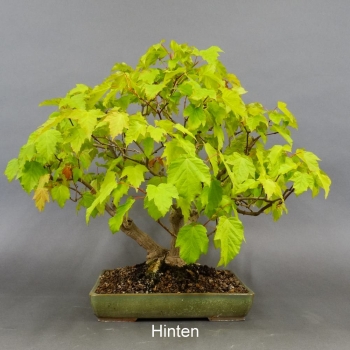 Acer ginnala hinten