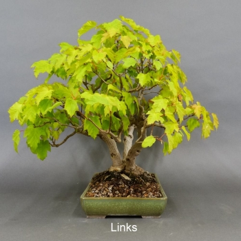 Acer ginnala links