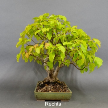 Acer ginnala rechts