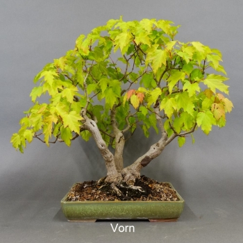 Acer ginnala vorn