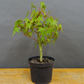 Acer palmatum vorn