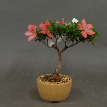 Satsuki, Azalee, Bonsai