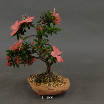 Satsuki, Azalee, Bonsai