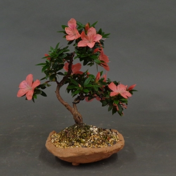 Satsuki, Azalee, Bonsai