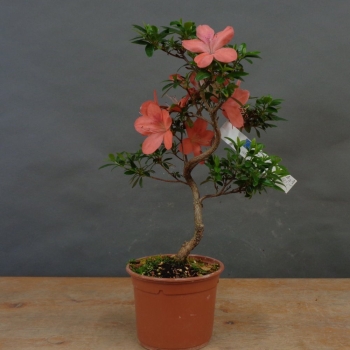 Satsuki, Azalee, Bonsai