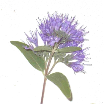 Bartblume, Bluete
