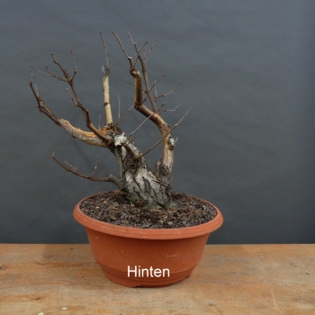 Preview: Pre-Bonsai, Sandbirke, Betula pendula