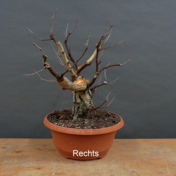 Preview: Pre-Bonsai, Sandbirke, Betula pendula