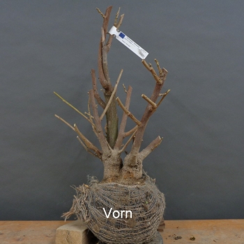 Blauregen - Wisteria B2