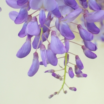 Blauregen, Wisteria Bluete