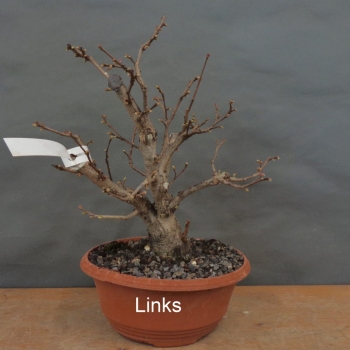 Preview: Corylus Hasel Bonsai