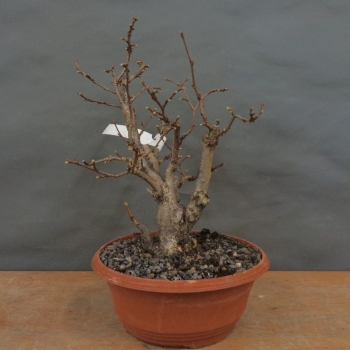 Corylus Hasel Bonsai