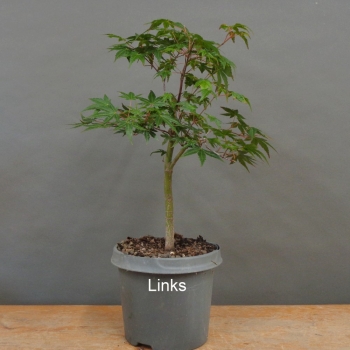 Preview: Acer palmatum links