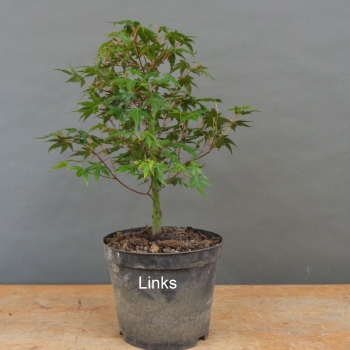 Acer palmatum links
