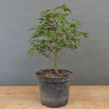 Acer palmatum vorn