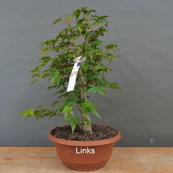 Preview: Acer palmatum links