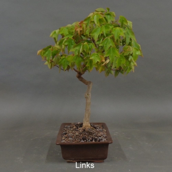 Preview: Acer buergerianum links