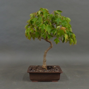 Acer buergerianum vorn