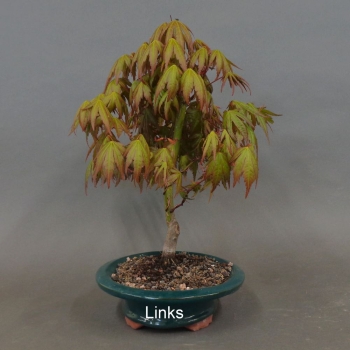 Acer palmatum Fächerahorn
