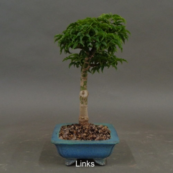 Preview: Bonsai, Faecherahorn, links